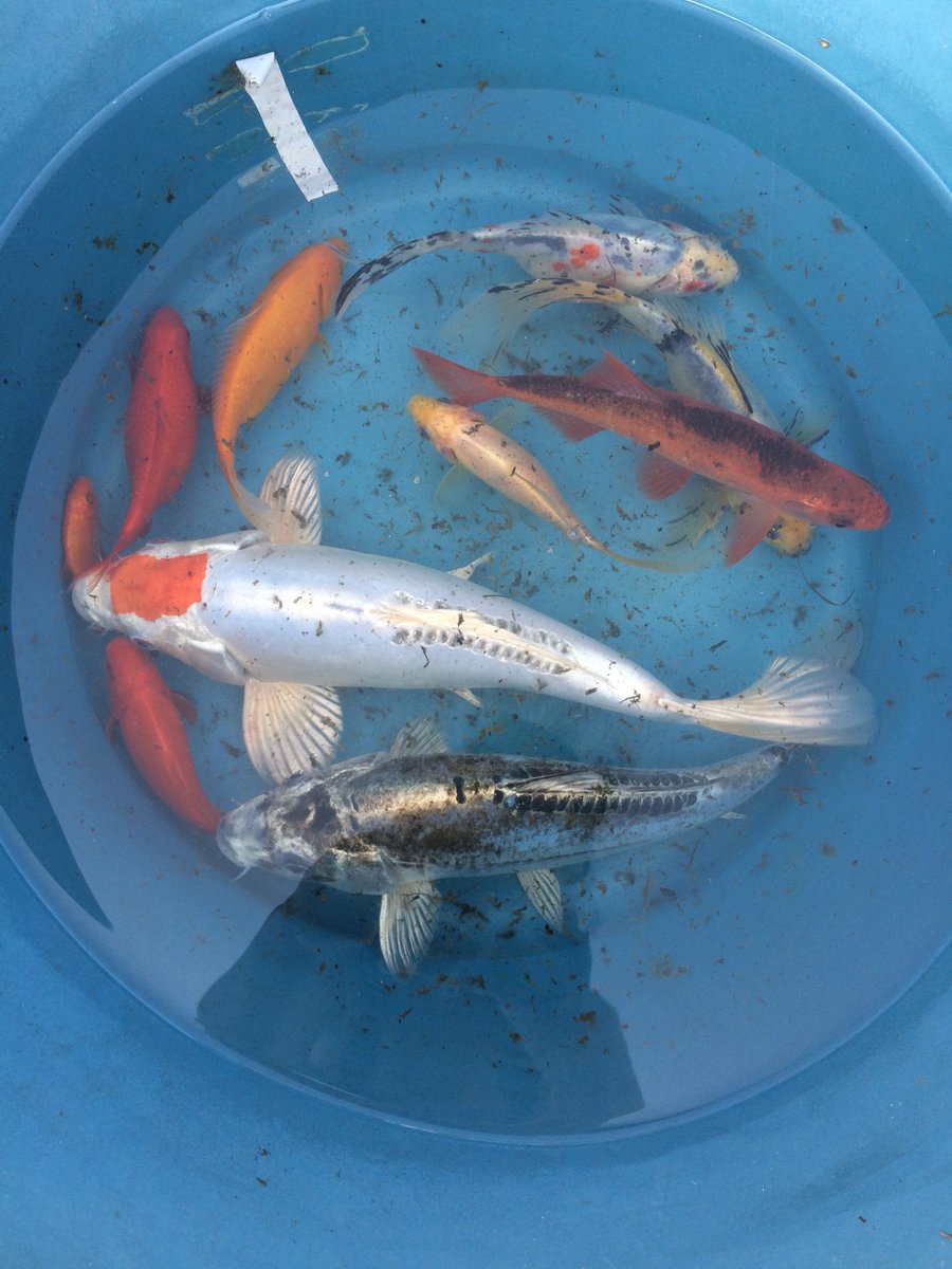 CarolineRaby's tweet photo. #Sunburns &amp; #Afternoon #FeetInTheMud but #SuchFun clearing space for #Mum’s fishes 😂
Shower won’t be luxury 🐠👃🏻 https://t.co/c6Rh9A4S50