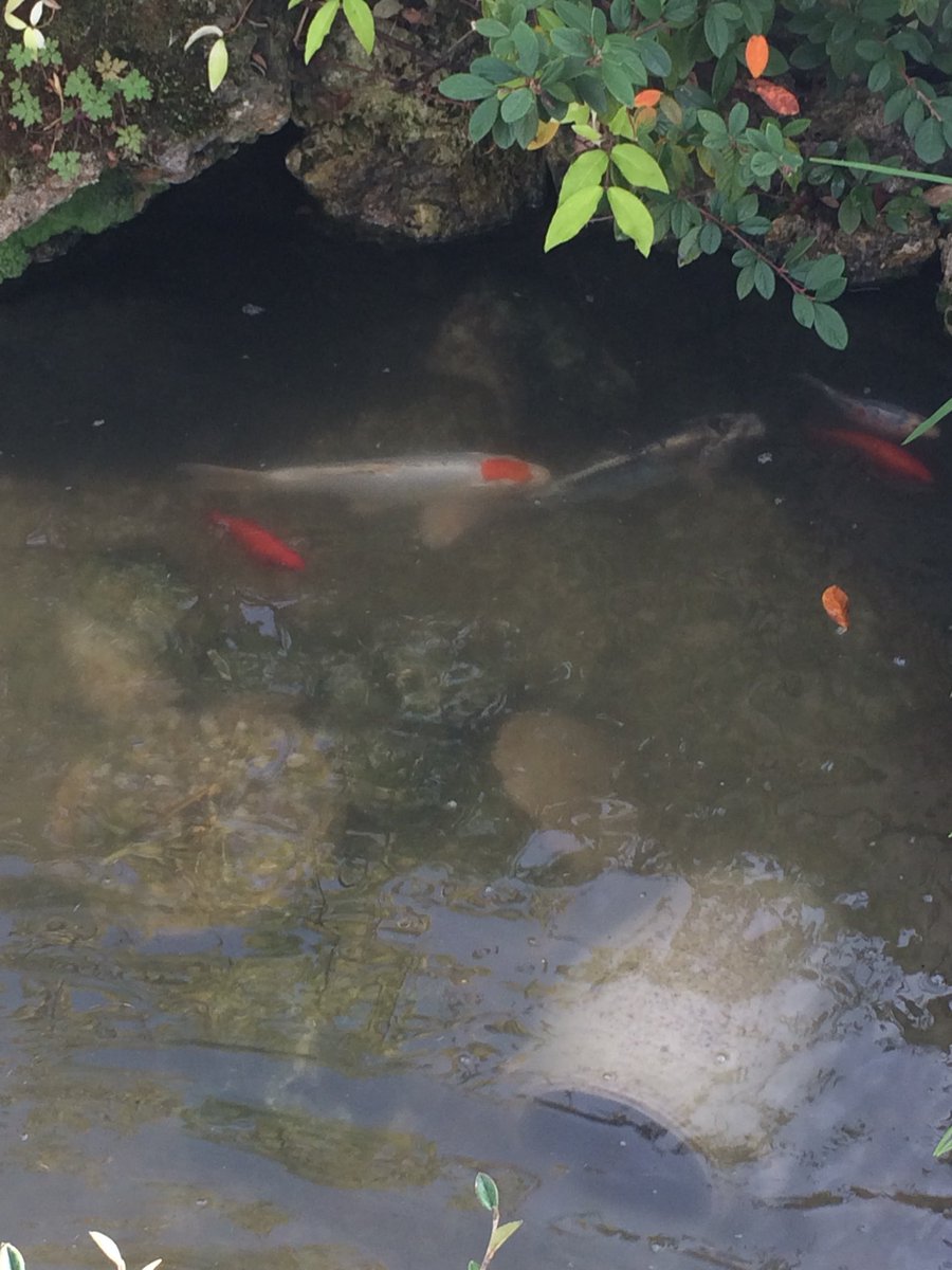 CarolineRaby's tweet photo. #Sunburns &amp; #Afternoon #FeetInTheMud but #SuchFun clearing space for #Mum’s fishes 😂
Shower won’t be luxury 🐠👃🏻 https://t.co/c6Rh9A4S50