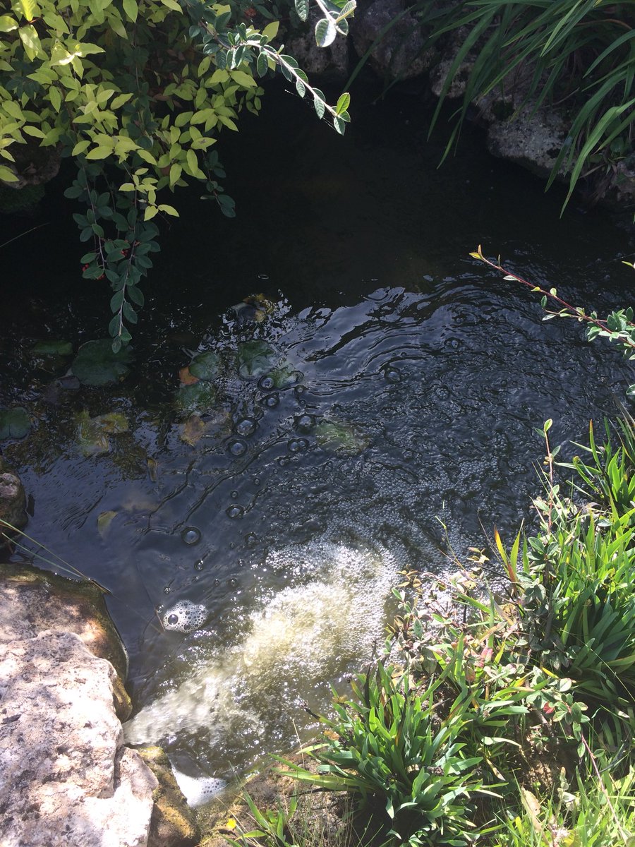 CarolineRaby's tweet photo. #Sunburns &amp; #Afternoon #FeetInTheMud but #SuchFun clearing space for #Mum’s fishes 😂
Shower won’t be luxury 🐠👃🏻 https://t.co/c6Rh9A4S50