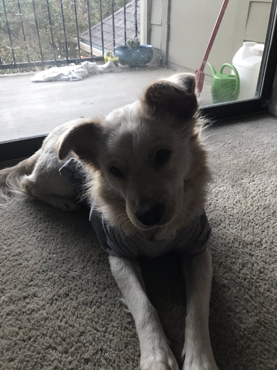 hashtagshana's tweet photo. I can't handle how gorgeous Asti is. You're welcome. #GoldenCollie https://t.co/0FN2QDYlvL