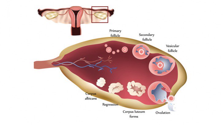 Можно ли забеременеть от члена. Лютеиновая фаза менструации. Лютеиновая овуляция. Месячные при оплодотворении яйцеклетки. Как выглядит яйцеклетка у женщины во время месячных.