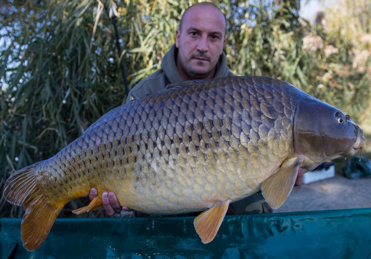 Carp_Master_1's tweet photo. #Trigga #Nutrabaits #NutraCarpy #NutrabaitsSrbija #NutraOfficial https://t.co/xj3kXv51L4