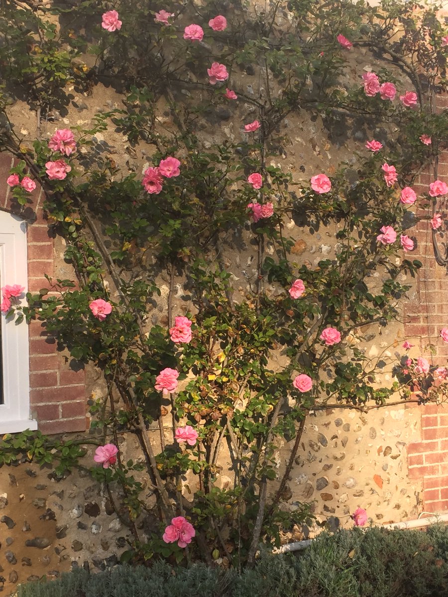 Roses in full bloom at Banes Cottage- short breaks still available