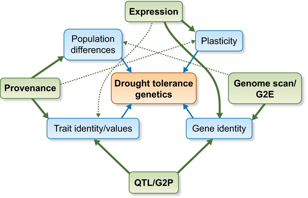 NewPhyt's tweet photo. The genetics of drought tolerance in conifers #Tansleyreview https://t.co/Nbedqg4b4p https://t.co/TZ1P1MoZ9N