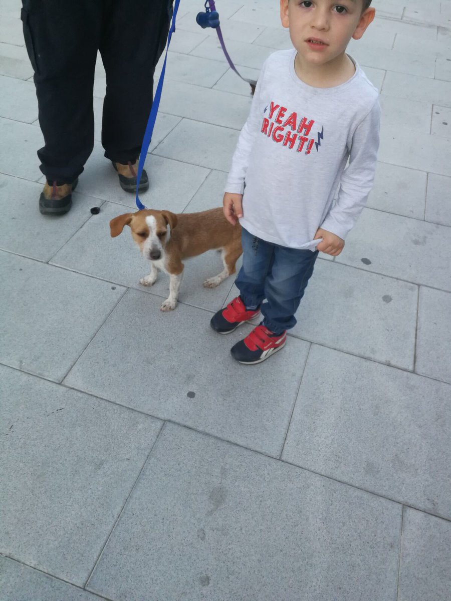 Encontrada vagando más de un día por la calle llorando, no tiene chip, busca casa de acogida o familia para siempre! Es un amor 677764666