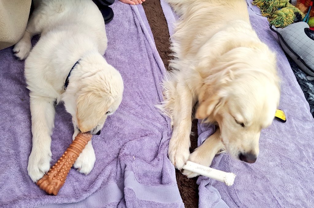 FurzeyRetriever's tweet photo. "Come,ย sweet slumber. Let us chew #nylabones on thy purple cloak"
Ok it's not exactly correct.
Don't say I'm Bard again.
#ShakespeareSunday https://t.co/ck7s1AMK3a