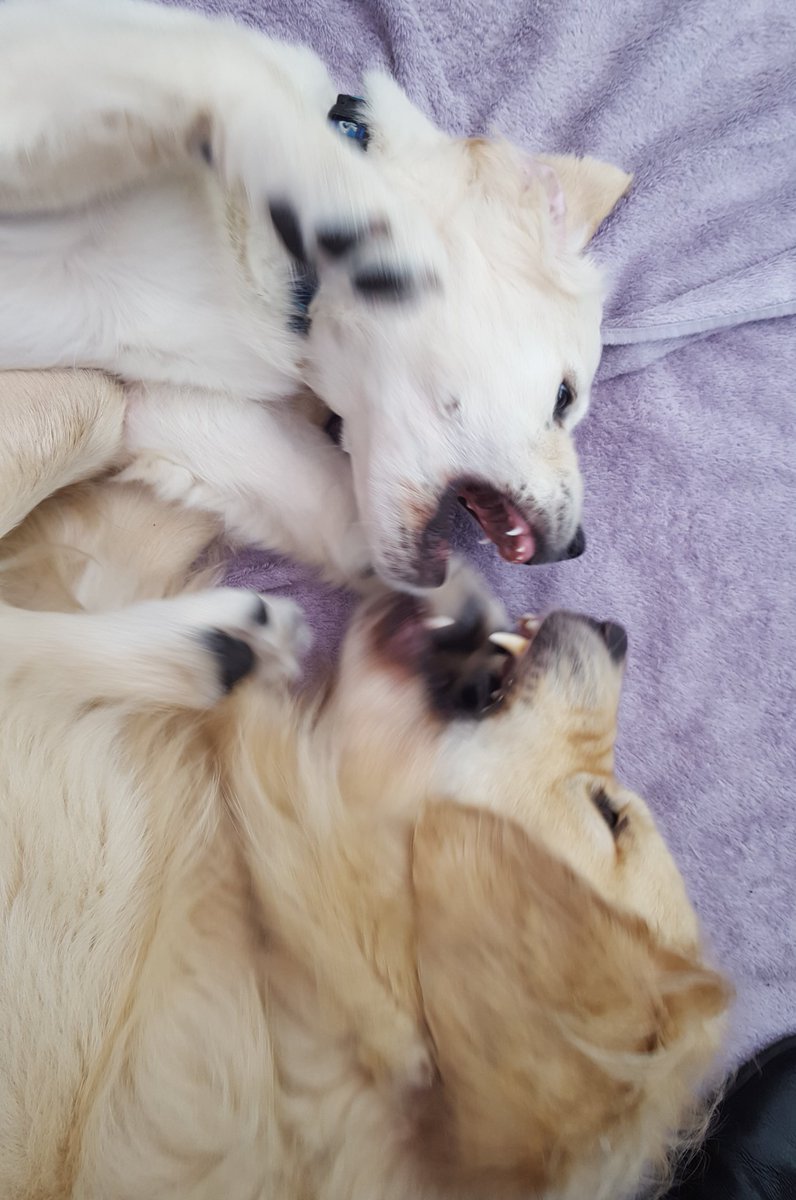 FurzeyRetriever's tweet photo. "Come,ย sweet slumber. Let us chew #nylabones on thy purple cloak"
Ok it's not exactly correct.
Don't say I'm Bard again.
#ShakespeareSunday https://t.co/ck7s1AMK3a