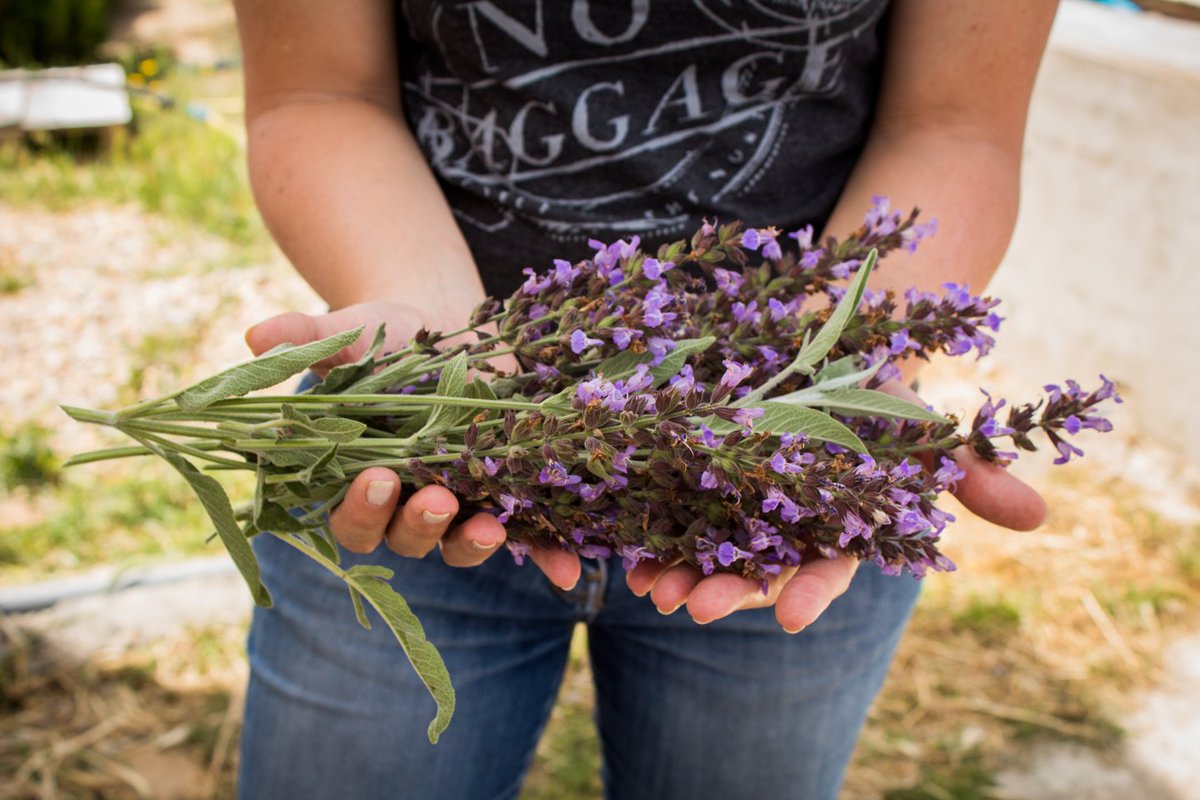 Las #HierbasAromáticas realzan el sabor característico del alimento sin enmascararlo. ¡Pruébalas! bit.ly/1pynUDC <a href="/HoryBio/">HoryBio</a>