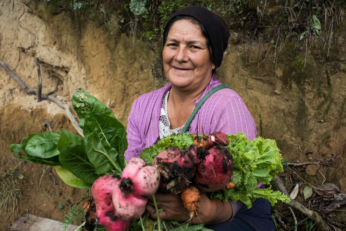 pnud's tweet photo. En el #DíaDeLaMujerRural, reconocemos su trabajo c/día en pos del desarrollo agrícola, la seguridad alimentaria y erradicación de la pobreza https://t.co/5N0aHgMSNq