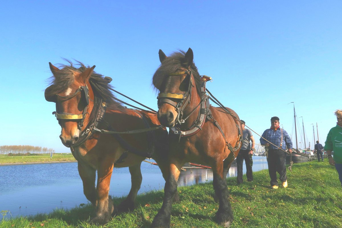 Ron Quinten tweet media