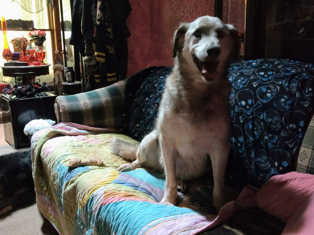 DaphneComerer's tweet photo. My big girls, all ready for their sleepover. Took them to a friend's last night. My house felt so empty... #missingmydogs 🐕 #nowIknowtheemptynestfeeling #firsttimetoNashvilleinautumn🍁 Are you ready for the long drive @Dodgetruckgirl ?? https://t.co/LTgqezxNmu
