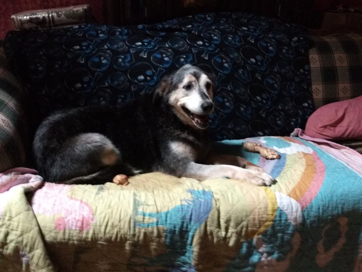 DaphneComerer's tweet photo. My big girls, all ready for their sleepover. Took them to a friend's last night. My house felt so empty... #missingmydogs 🐕 #nowIknowtheemptynestfeeling #firsttimetoNashvilleinautumn🍁 Are you ready for the long drive @Dodgetruckgirl ?? https://t.co/LTgqezxNmu