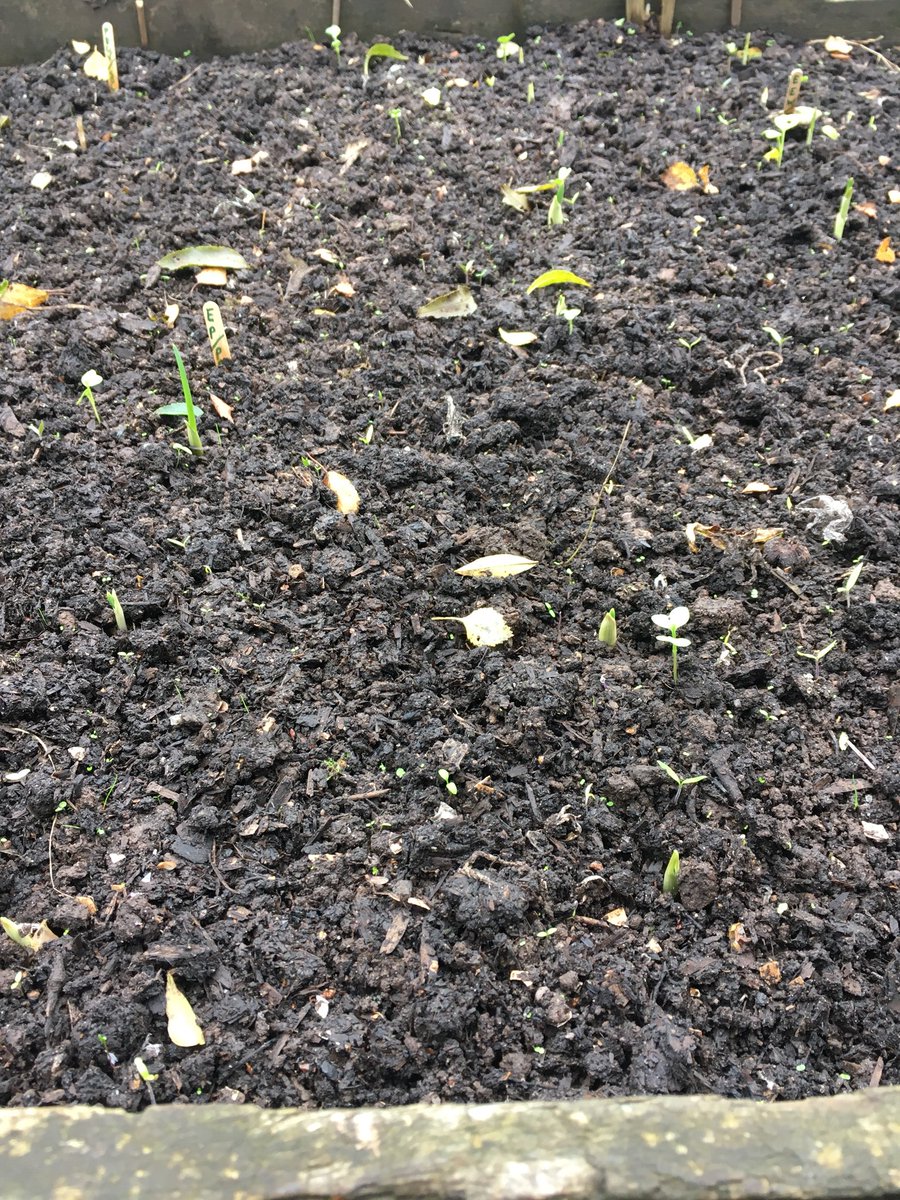janet_t_55's tweet photo. Woohoo! #garlic #extraearly and #earlypurple #gyo #giy #allotment https://t.co/NgXmbeX1Yf