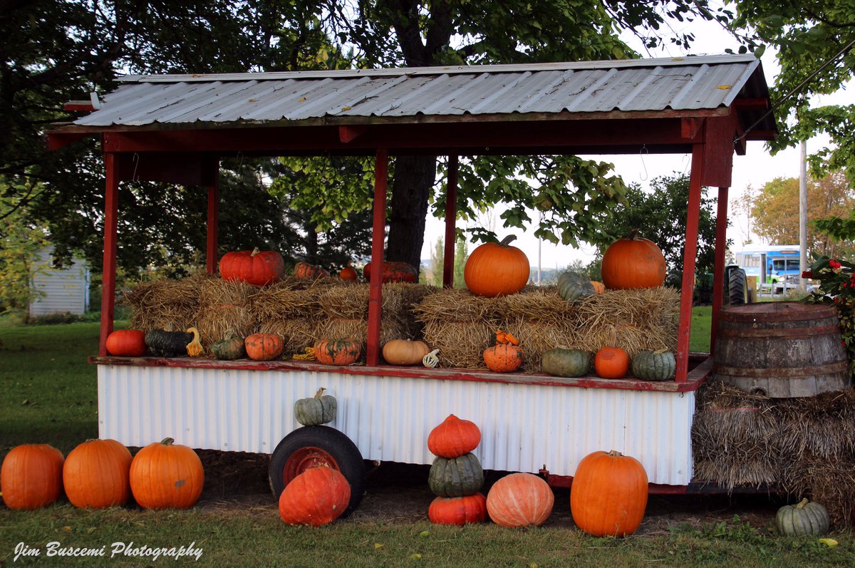 Jbusc33's tweet photo. #hardyfarm #victorny #pumpkins #jackolantern #halloween #ipoft_fall #shutterbugpix #fall #october #countrylife. https://t.co/otlS2wLceV