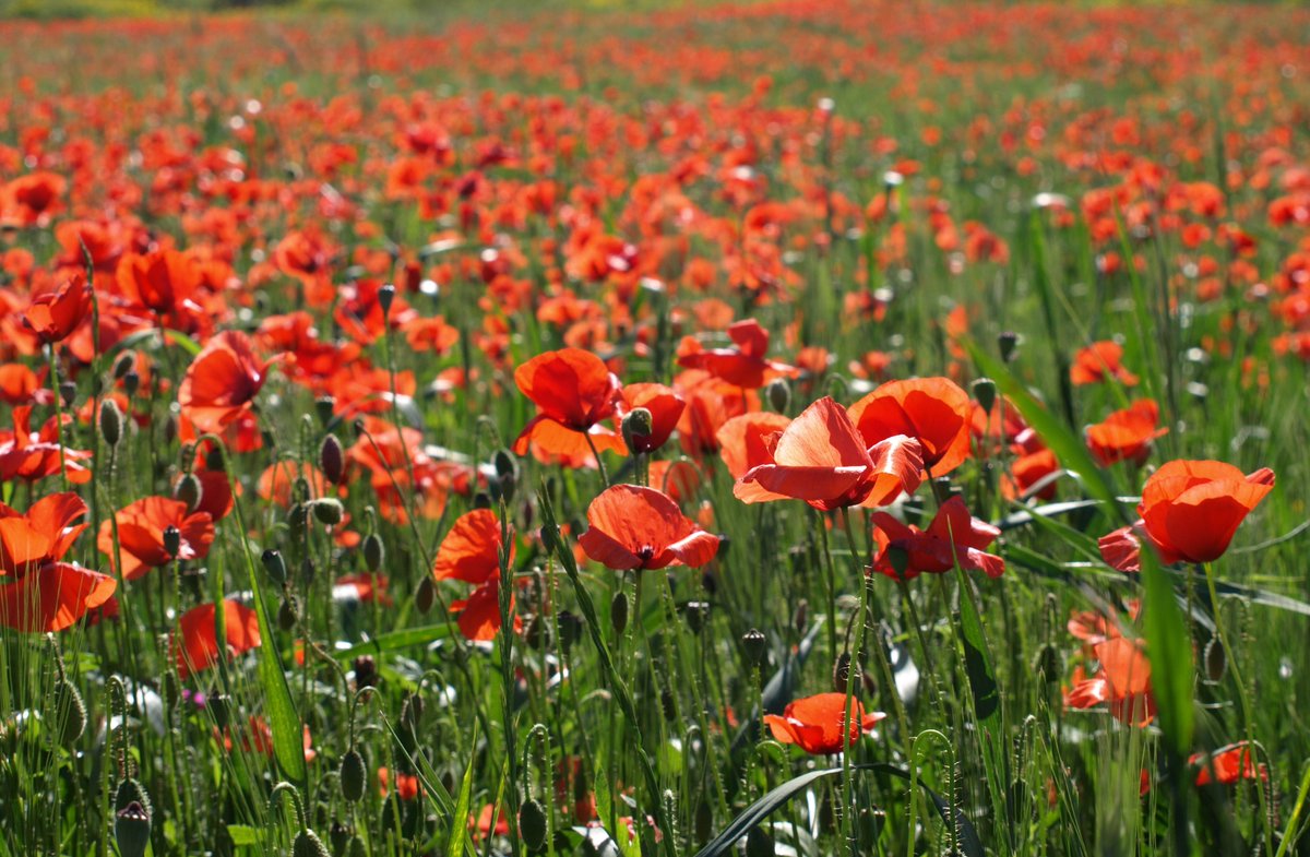 hellogodalming's tweet photo. The Remembrance Sunday service will take place at the memorial in Godalming on Sunday 12th November. https://t.co/8fF2SMutZY