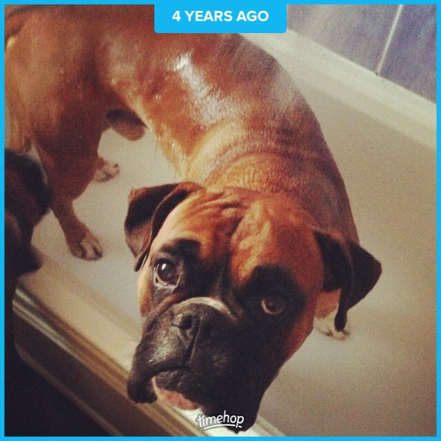 sammijo94's tweet photo. back when Clyde was looking very upset at the notion of being clean π€πΏπΆ #redboxer #love https://t.co/diV9VZ10Ww