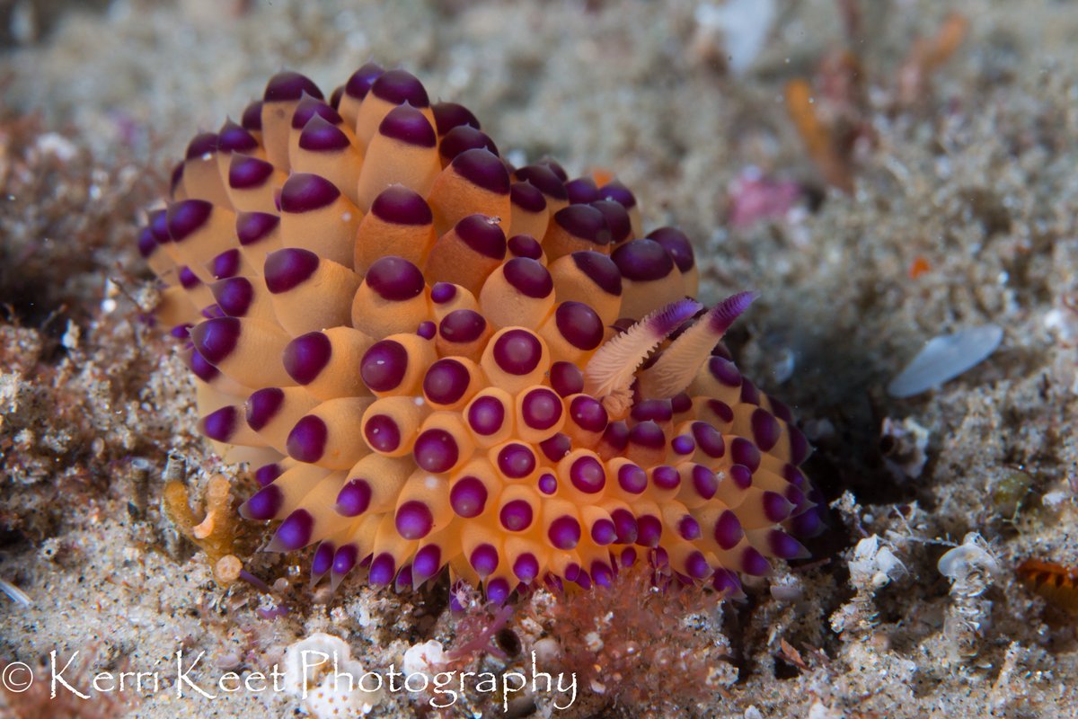 ScubaKerri's tweet photo. Awesome #nudibranch from #scubadiving at #Pontadooura #underwater #photography #canon #nauticam #underwaterphotography #diveholidays https://t.co/Hso1T82BV1