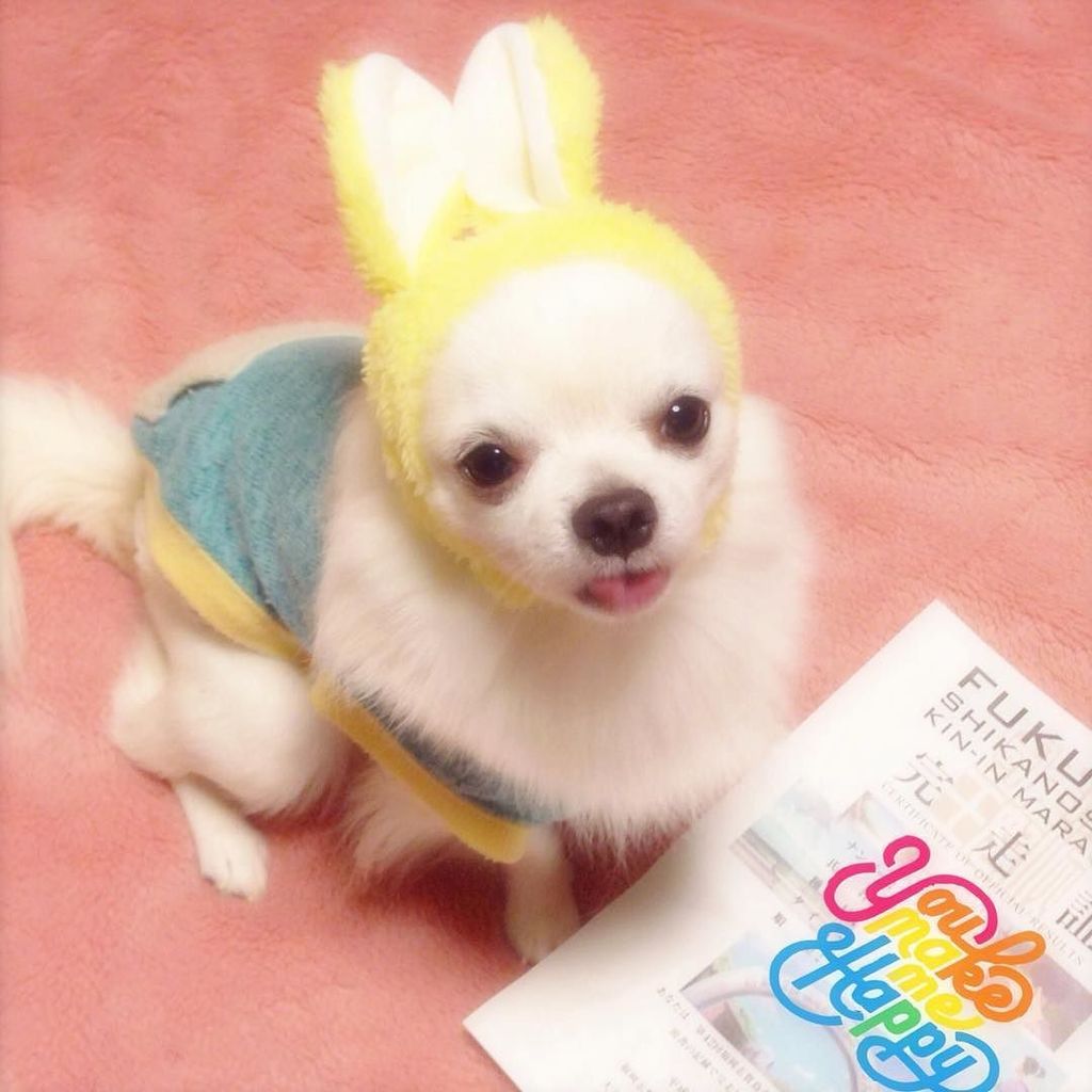 patchi_0617thx's tweet photo. .
Hi, my pawsome furiends!!!🐶❤️ How are you doing?😘 I am white rabbit🐰
.
.
うさ耳ぱっちくん❤️🐰
好いとーよ❤️（笑）
.
.
観光を兼ねて福岡へ…
雨… https://t.co/wIaqOJL5ho https://t.co/3oLciLrH6b