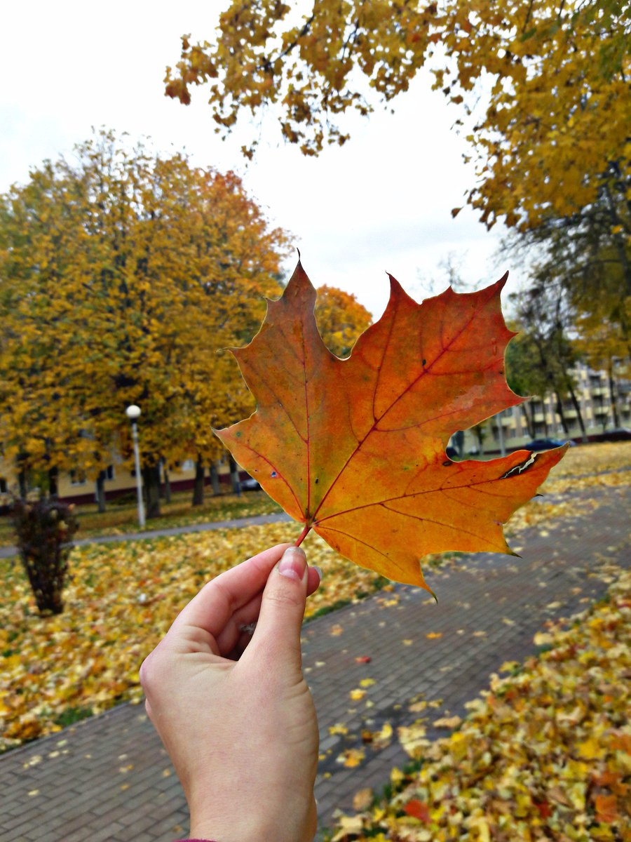 MBobrovnik98's tweet photo. У осени красивые краски🍂 https://t.co/8mXVvYQ3oy