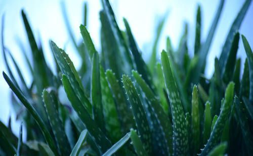 plantasmedicina's tweet photo. El gel de aloe es uno de los compuestos vegetales más versátiles... https://t.co/O222zZTGRC https://t.co/pYKHZ1xDyl