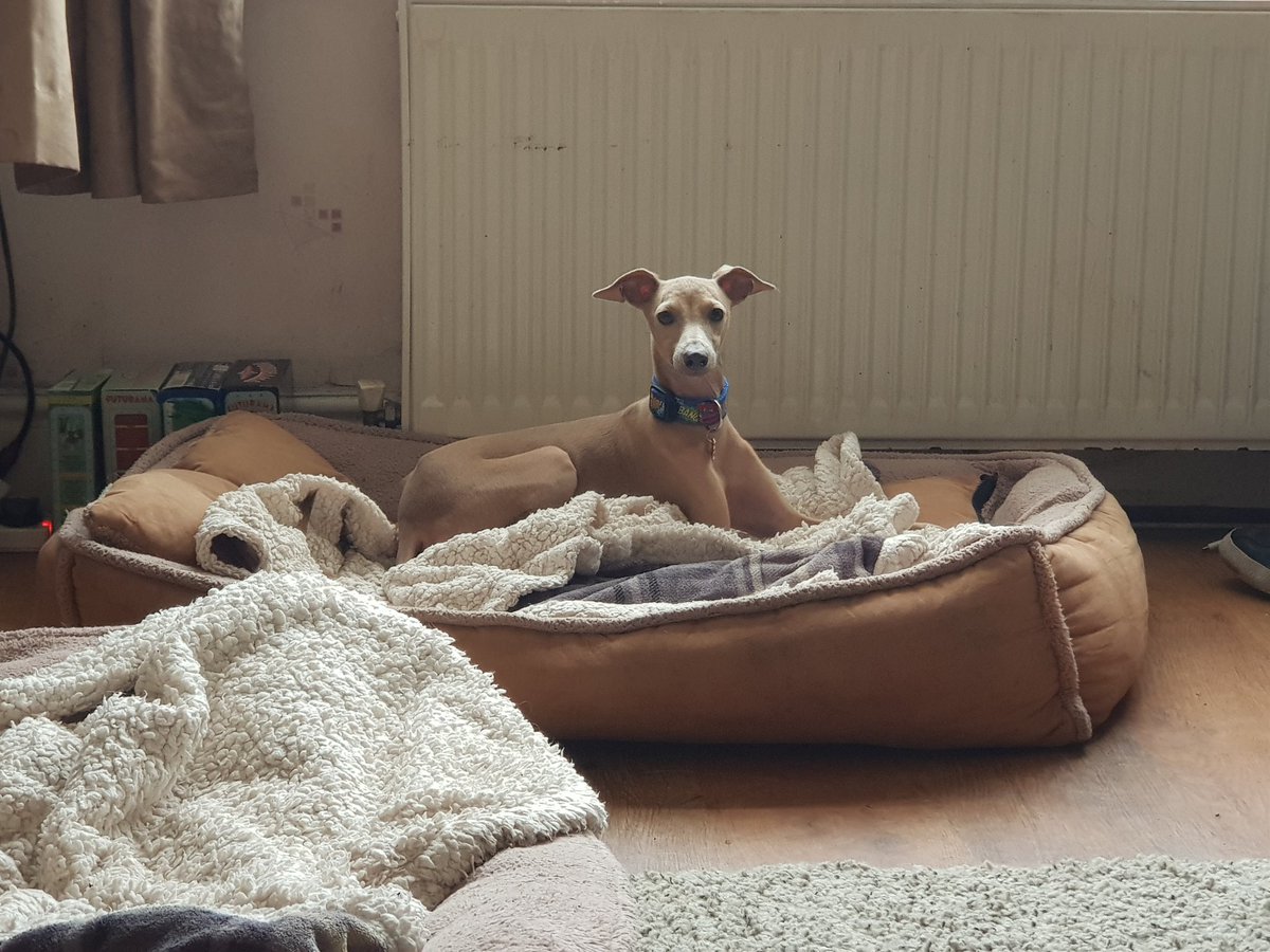 littlescrot's tweet photo. I pinched @Izzywhizziee bed 🙈 https://t.co/mRF49JcSnP