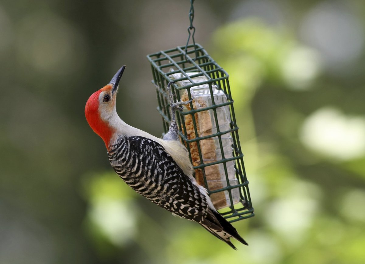 duncraft's tweet photo. Attract Birds With Suet → #BirdGarden https://t.co/iUJrfUnJbK https://t.co/Vf3UWNWuNC