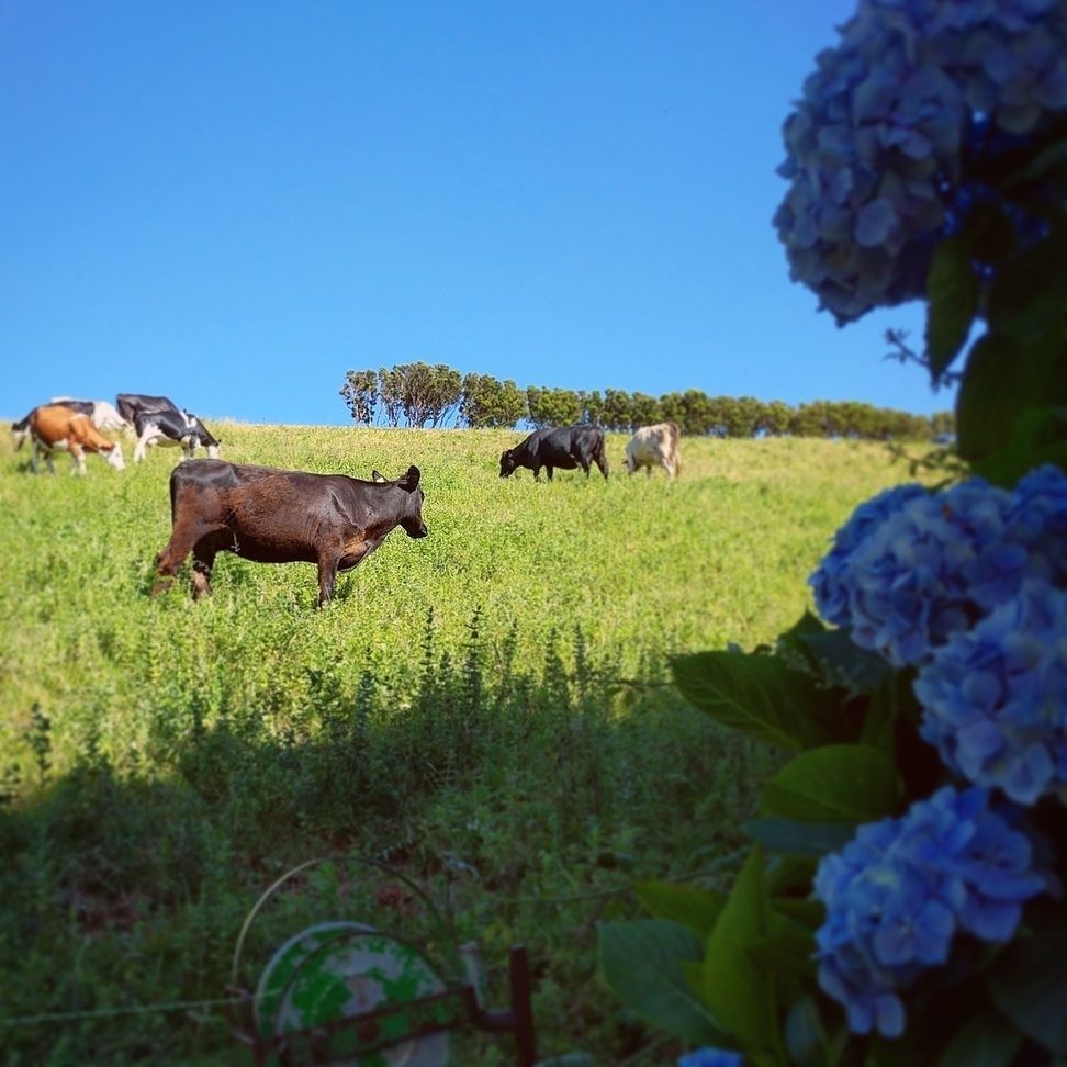 vanessamaral__'s tweet photo. This photograph has only one possible caption. Azores, what else? 🐄🌿☀️ .
.
.
.
#saojorgeisland #portugal #greenisl… https://t.co/Y0gJHhA37S https://t.co/ew6lbalA4E