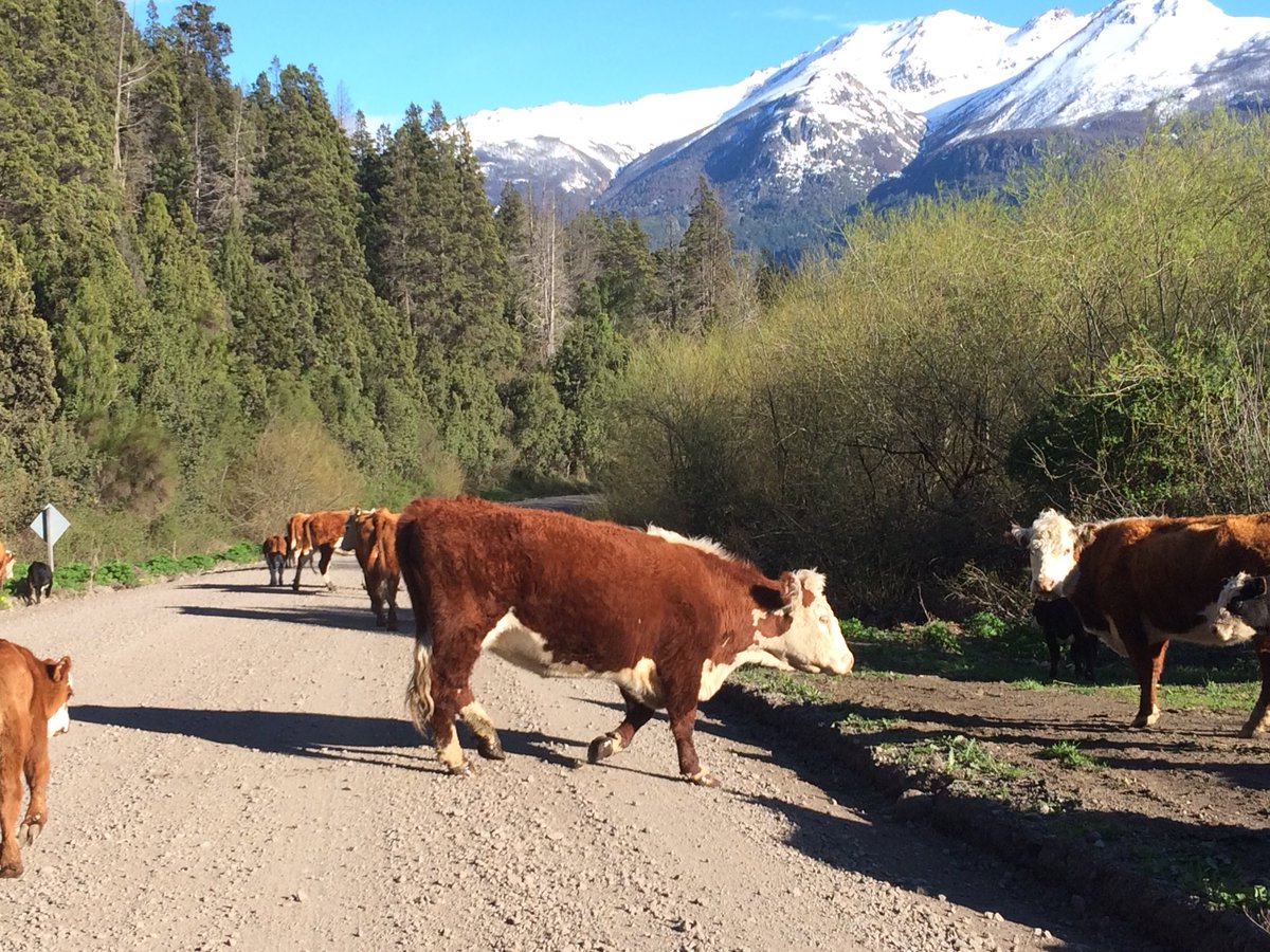 SthAmerica's tweet photo. Trevelin to Argentina border road by Remis taxi 40mins, $36usd, scenery, moo and mountains, yesterday. #Argentina #border #Travel https://t.co/zPOPL4hZGy