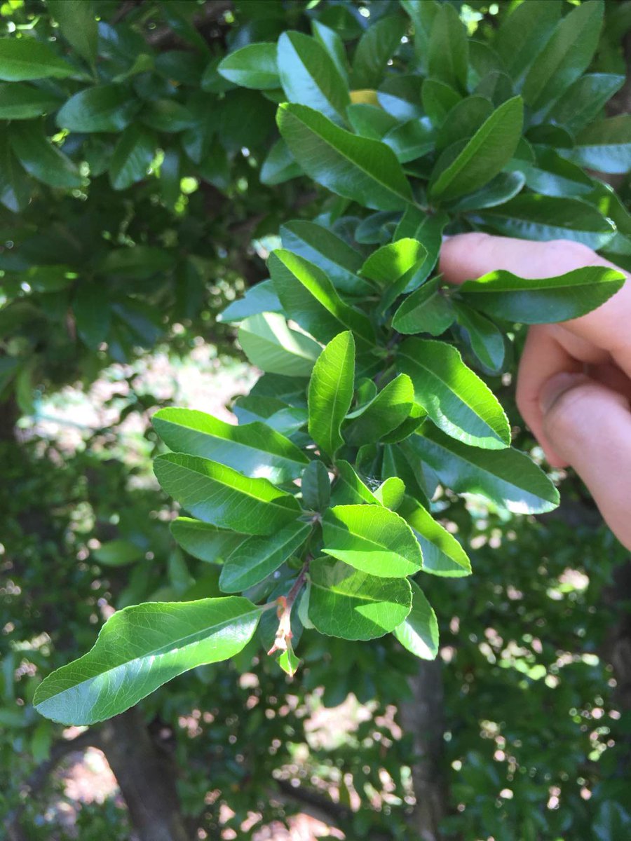 Pka على تويتر ピラカンサ Pyracantha Spp バラ科トキワサンザシ属の常緑低木 葉は細長い楕円形で光沢が強く側脈が多数並ぶ 短枝に束になってつき枝先はしばしばトゲ になる 秋 冬に赤い果実を枝いっぱいにつける ピラカンサはカザンデマリ タチバナモドキ