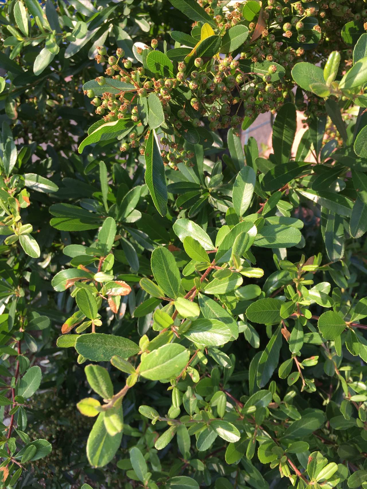 Pka ピラカンサ Pyracantha Spp バラ科トキワサンザシ属の常緑低木 葉は細長い楕円形で光沢が強く側脈が多数並ぶ 短枝に束になってつき枝先はしばしばトゲ になる 秋 冬に赤い果実を枝いっぱいにつける ピラカンサはカザンデマリ タチバナモドキ