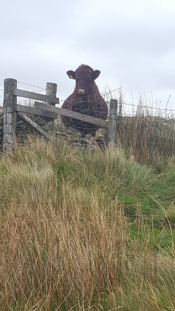 DebsBywater's tweet photo. Local spectator enjoying #thekinder @anna_bywater https://t.co/O2hjqq2ABl