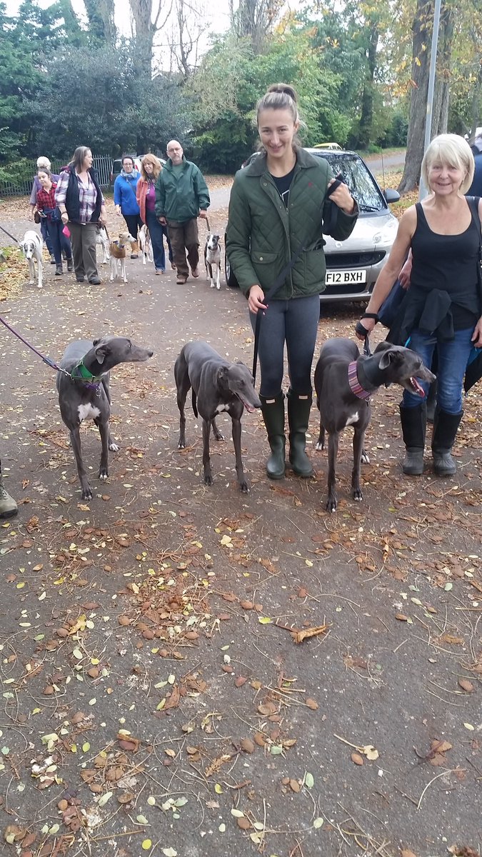 NynkeHunter's tweet photo. The blue gang!  @GGGW2017 @greyhoundtrust #devizes https://t.co/a96lkzsFNq