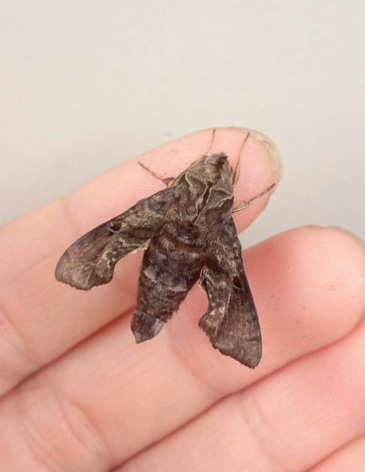 スズメガのtwitterイラスト検索結果 古い順