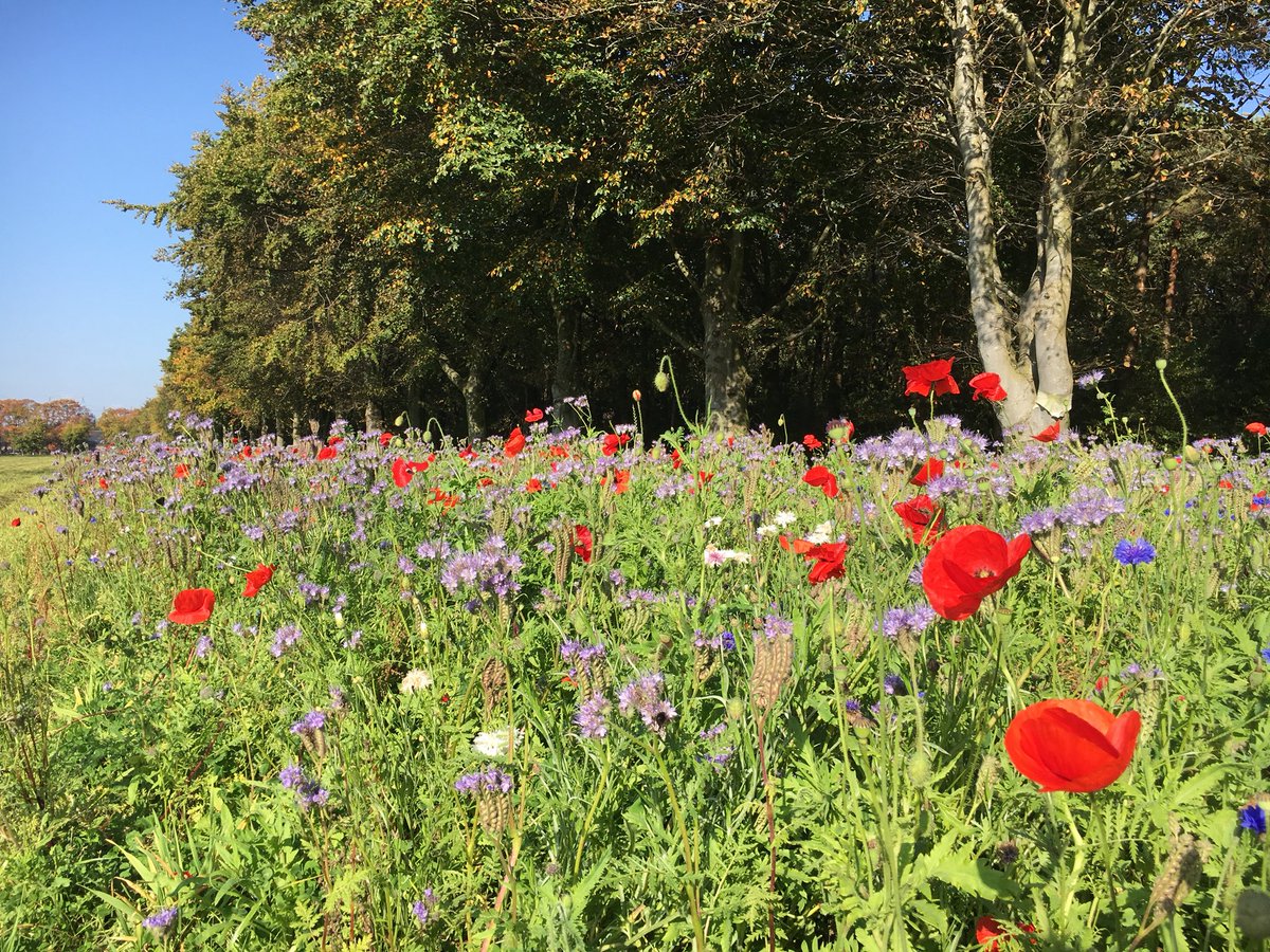 Wat een pracht weer en een bloemenzee bij @koningshoeven - de bijen varen / vliegen er wel bij