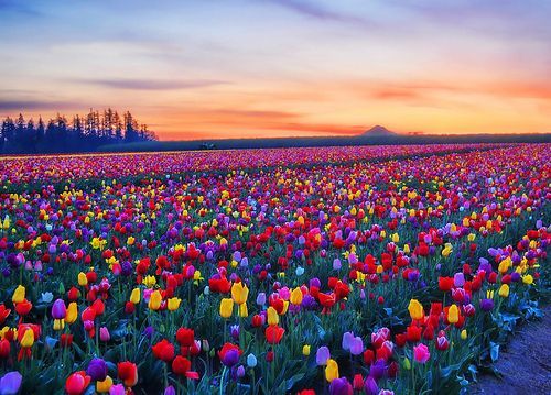 mitreyelcampo's tweet photo. foto del día: tulipanes en Washington! https://t.co/VRHKKVSlGt