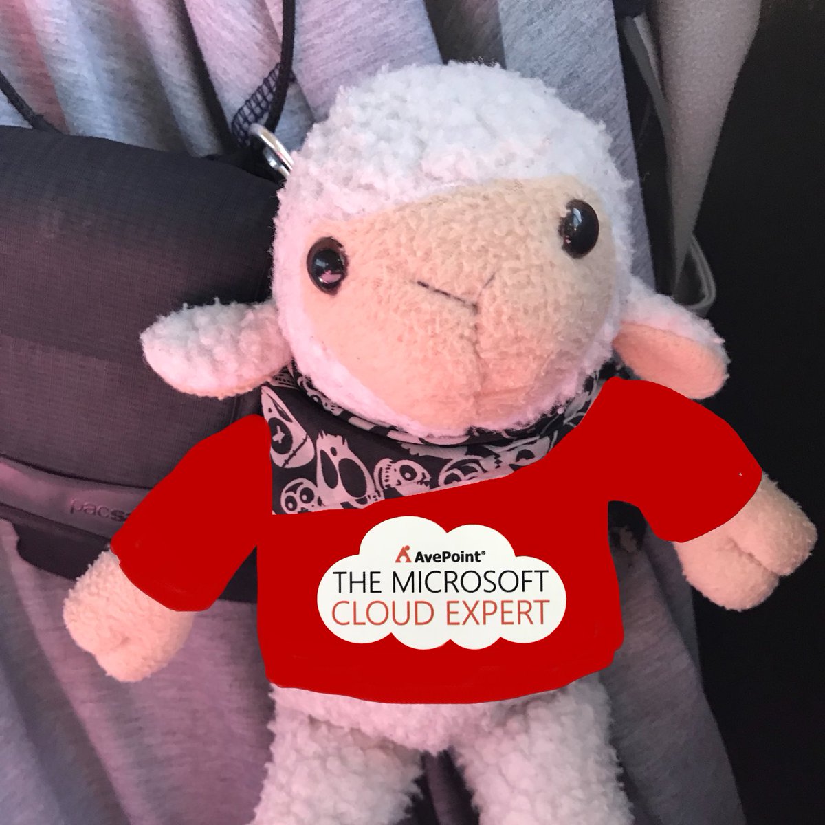 tracyvds's tweet photo. My happy little travel buddy #Braam #InternSheep on the #RedBus #APRedBus @AvePoint_Inc #CloudExperts https://t.co/wGHytvXhAE