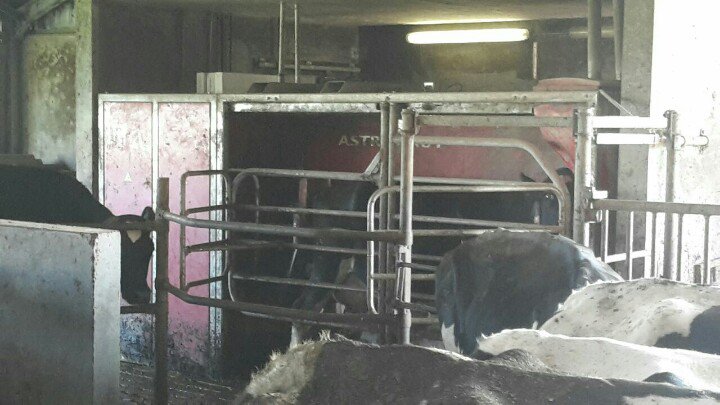 RvdBrom's tweet image. Samen met papa meekijken bij een #melkrobot. Interessant en leerzaam!