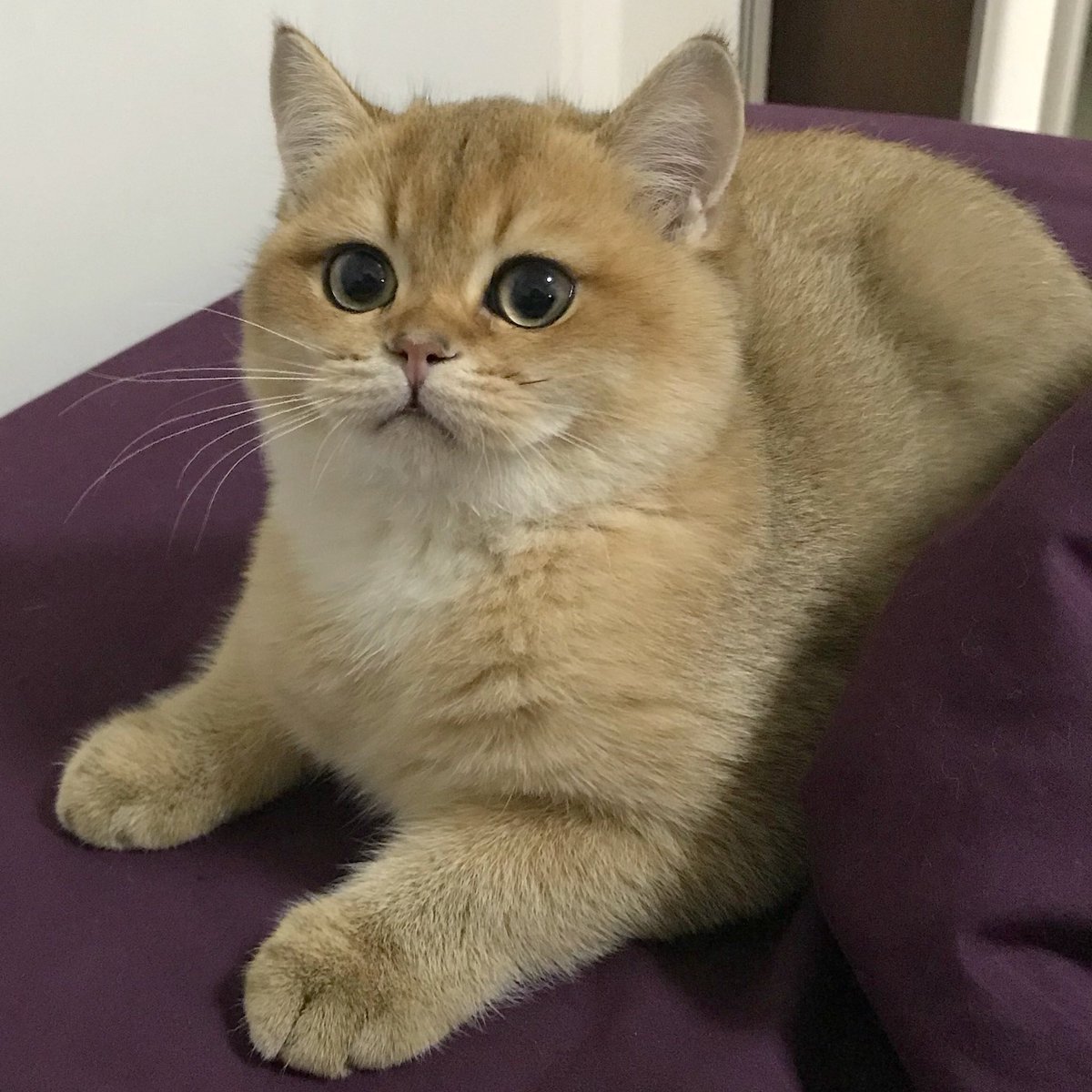 toasted_elvis's tweet photo. Catpybara #capybara #cutecat #cat #meoe https://t.co/qLwGBIN4Wi