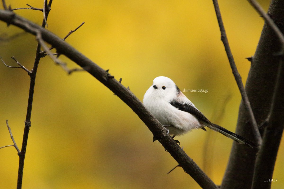 ぼく、シマエナガ。 on X