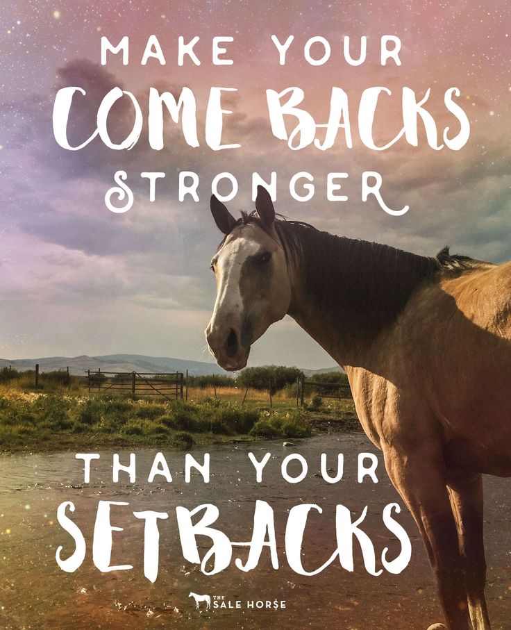 Please donate. Horses make great therapy. bit.ly/1RH93i8