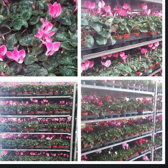 GTF Preston tweet media