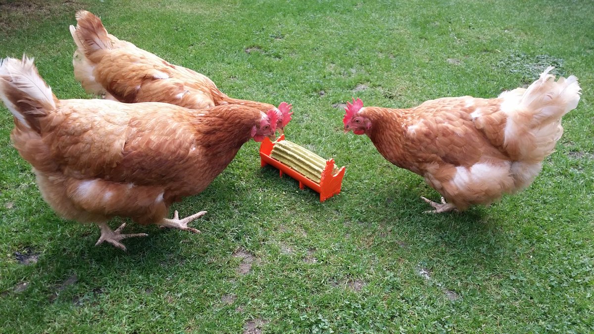 sarahchookas's tweet photo. Blossom, Lily and Iris not too sure what the new treat is 😕 Hyacinth is certainly not impressed, she's off.... #chickens #snapchook https://t.co/brLh1CwmfD