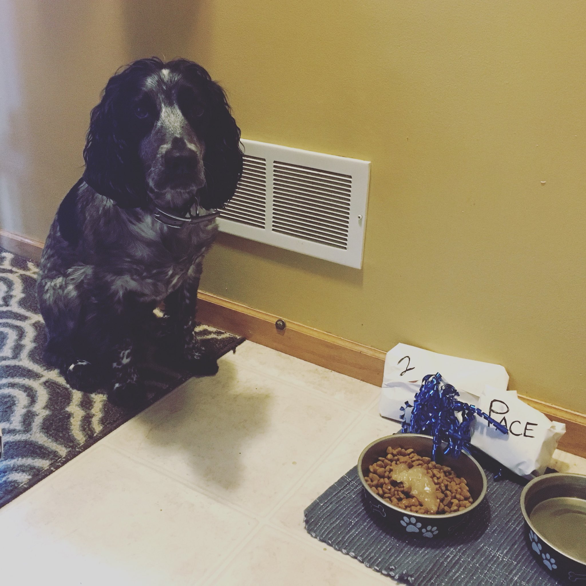 Sarah Getty On Twitter Cold Turkey Meat Grease With A Side Of Dry Dog sarah-getty-on-twitter-cold-turkey-meat-grease-with-a-side-of-dry-dog