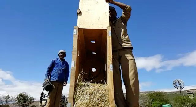 DamWildlife's tweet photo. This beutifull De Dam Wildlife ram was a late bloomer. He was released in a hunting camp  sometime ago. Luckily  for us it costs nothing to https://t.co/3EEzG4vDuW