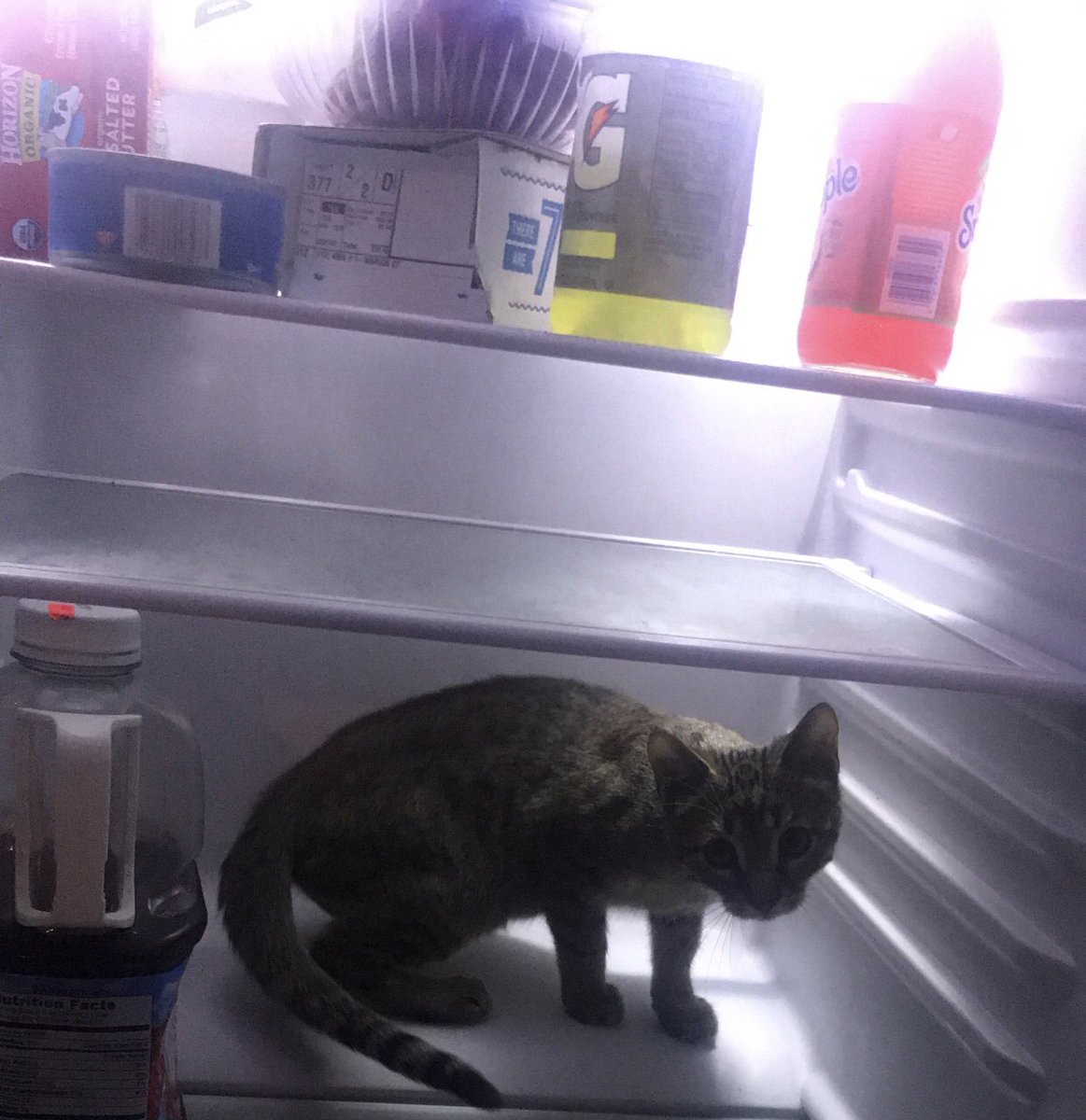 YouKnowJust's tweet photo. I opened my fridge &amp; turned away for ONE FUCKING SECOND. https://t.co/23aIxNysJs