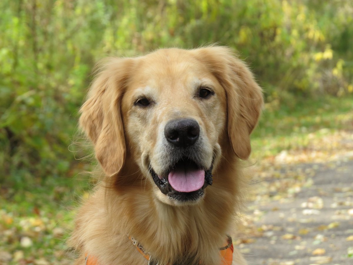 darbijothegoldn's tweet photo. C’mon everypawdy, post your best smile and hashtag #smileforsmiley 🌈💔🐾 Make it viral for that sweet boy! #smileytheblindtherapydog https://t.co/qhJPPtFmys