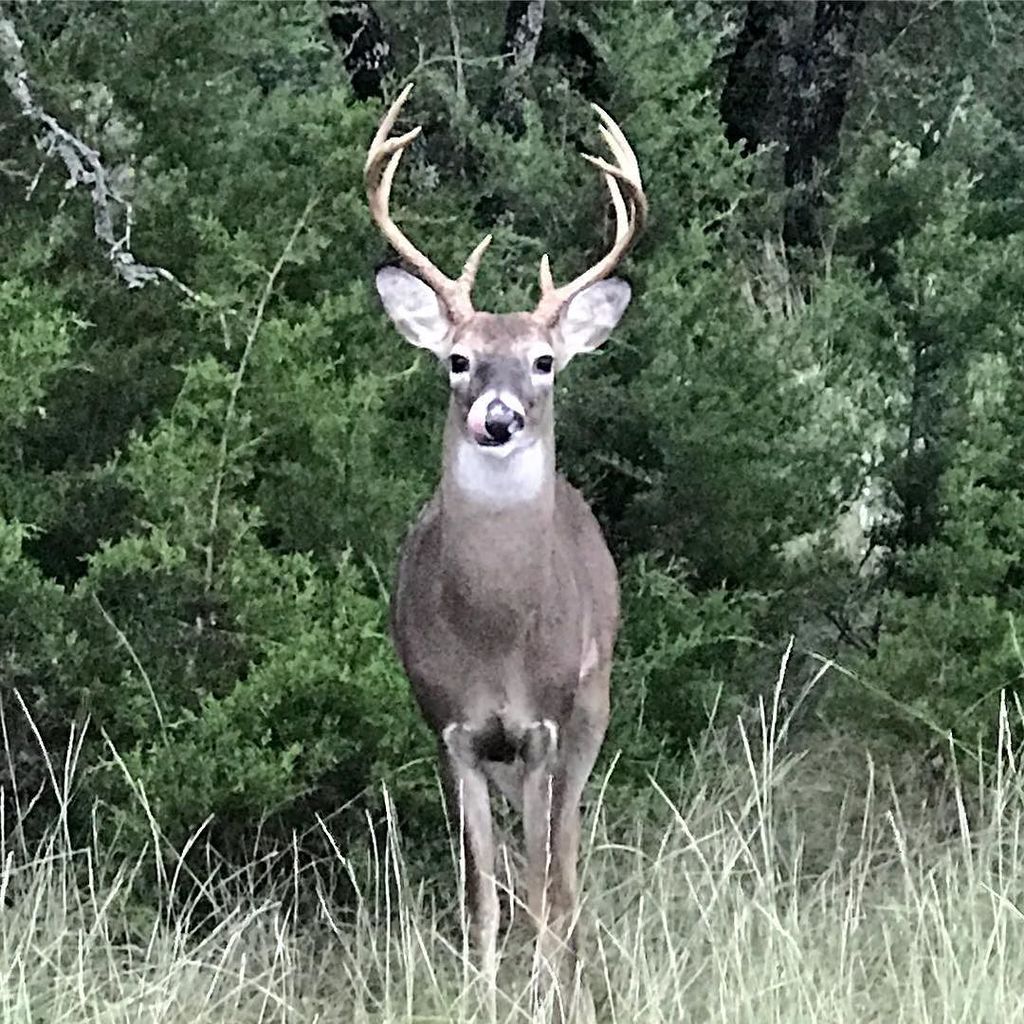 Rob323White's tweet photo. I met a new neighbor this morning as he watched the herd. #quietguy https://t.co/ixOUbZazKc