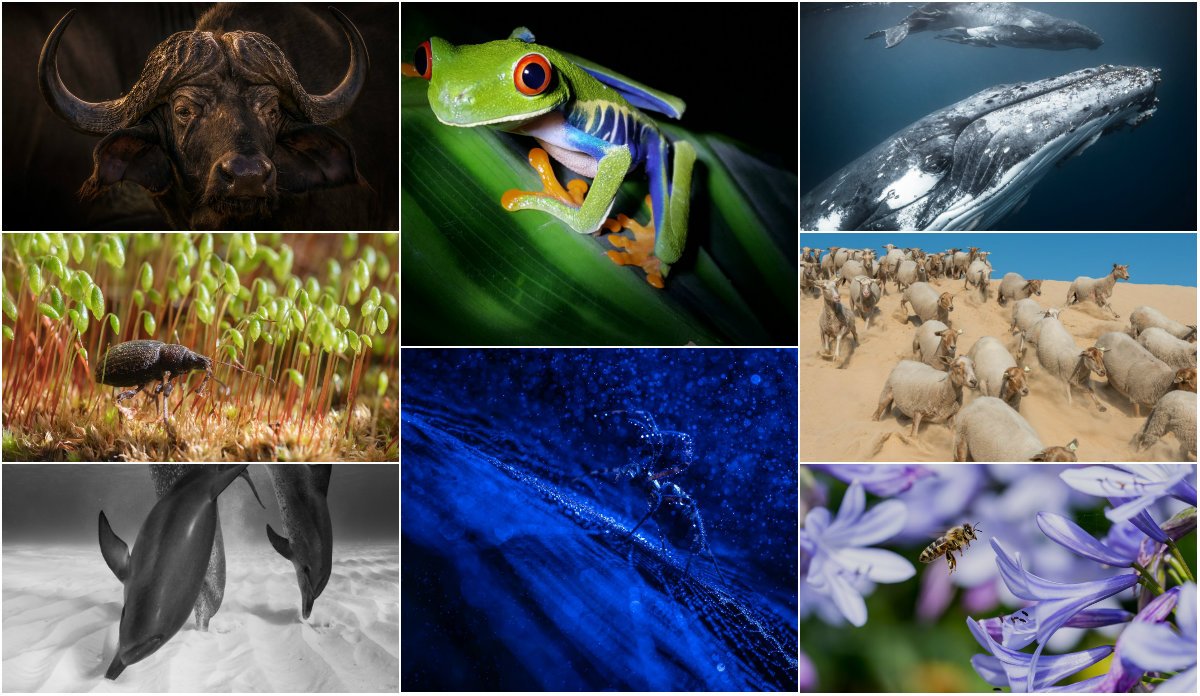 Welke foto vind jij het mooist? Brengt t/m 25 okt. je stem uit op de Publieksprijs - WNF-Frans Lanting Photo Award. photoaward.wnf.nl/stem-voor-publ…