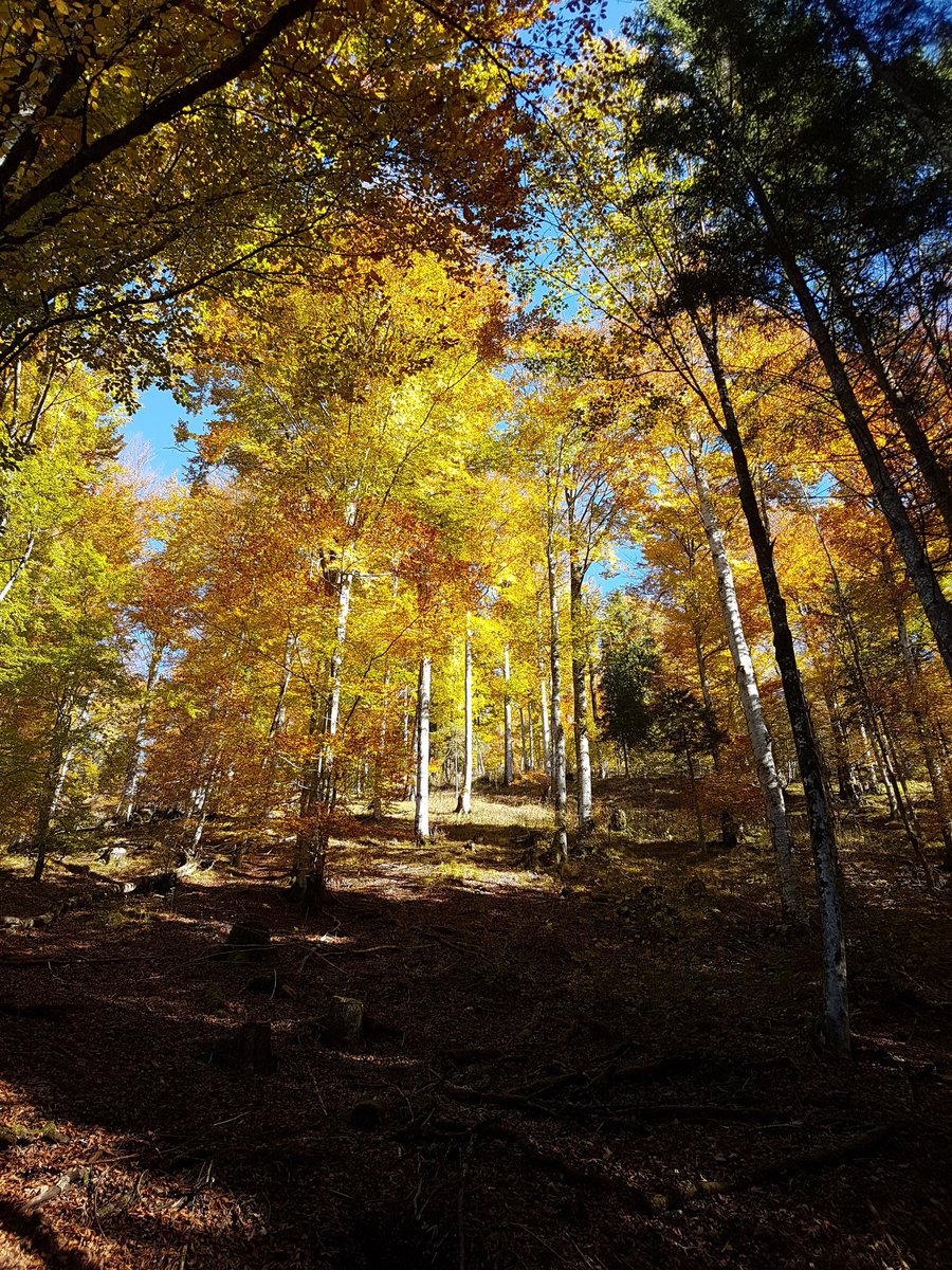 travelsoulmate's tweet photo. Was ein Herbst! 💛🍃🍂🍁 #herbstliebe #farbexplosion #almsee https://t.co/rYdiemSrKC