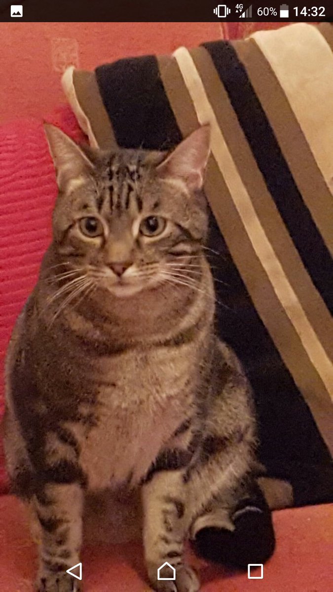 PetsLocated's tweet photo. Brown/Chocolate Cat lost in Bebington (CH63) on 13th October 2017 #lostcats #lostpets https://t.co/ot8Hwf8ij5 https://t.co/ZtUBL8vMlU